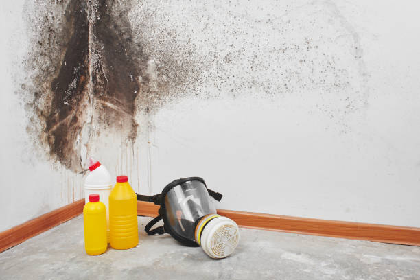 Trusted Jefferson City, TN Mold Removal Experts