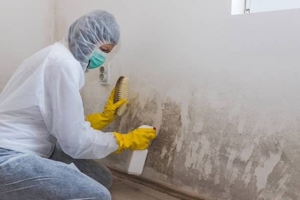 Best Residential Mold Removal  in Jefferson City, TN