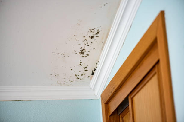 Best Mold Damage Repair  in Jefferson City, TN