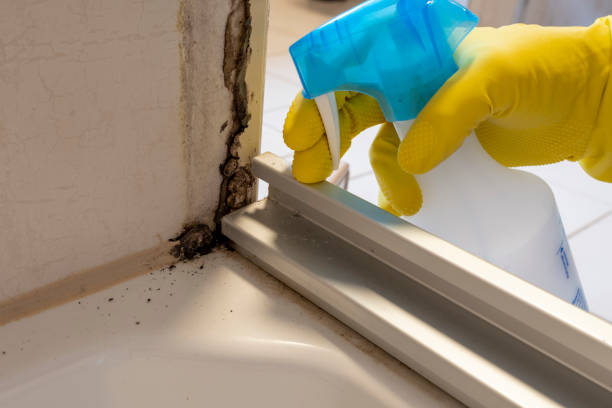 Best Crawl Space Mold Removal  in Jefferson City, TN