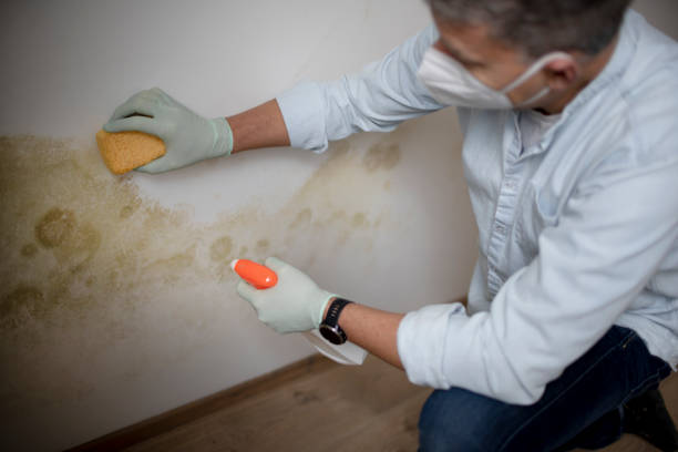 Best Toxic Mold Removal  in Jefferson City, TN