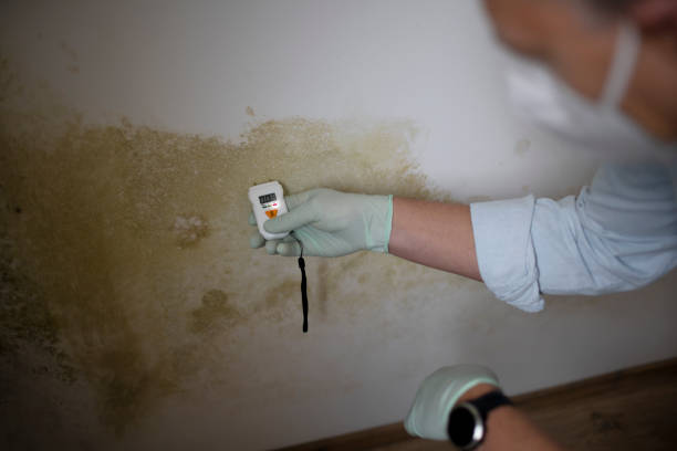 Best Local Mold Removal Service  in Jefferson City, TN