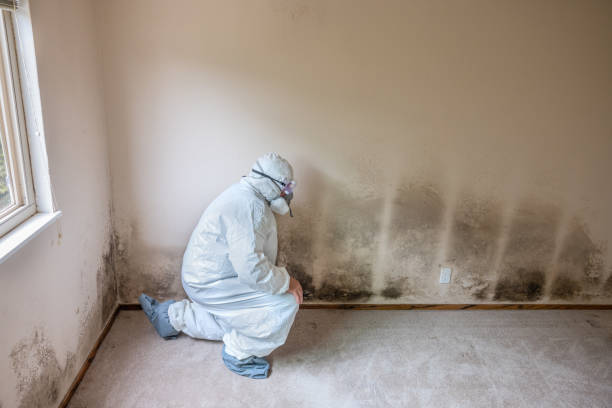Office Mold Removal Services in Jefferson City, TN