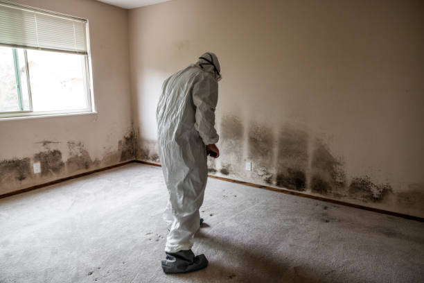 Best Office Mold Removal Services  in Jefferson City, TN