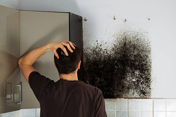 Best Mold Removal Process  in Jefferson City, TN