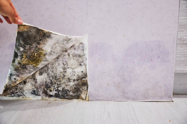 Best Same-Day Mold Removal  in Jefferson City, TN